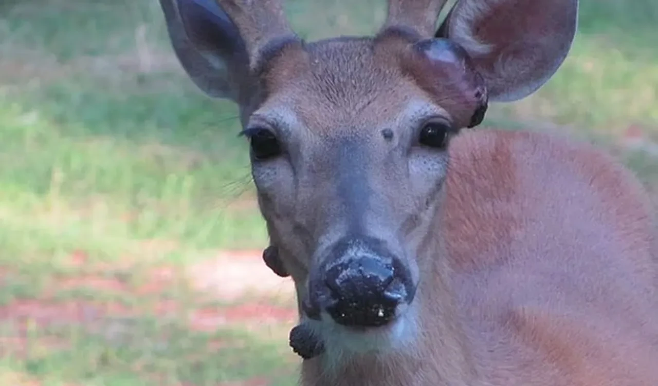 Bu hastalık her hayvana bulaşıyor! Tavşanlar, sincaplar ve şimdi de 'mutant' geyikler