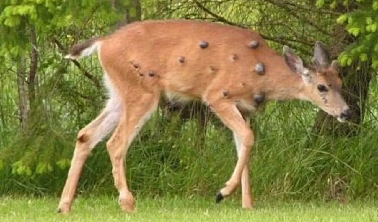 Bu hastalık her hayvana bulaşıyor! Tavşanlar, sincaplar ve şimdi de 'mutant' geyikler