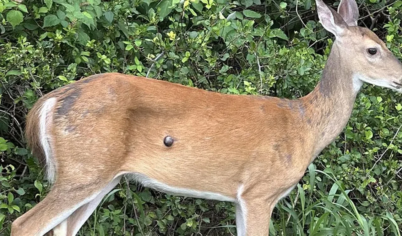 Bu hastalık her hayvana bulaşıyor! Tavşanlar, sincaplar ve şimdi de 'mutant' geyikler
