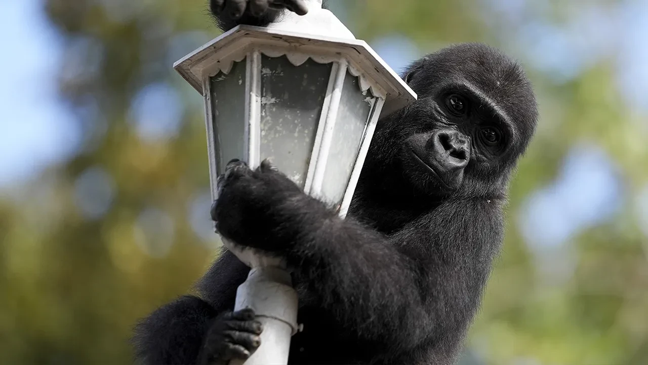 Zeytin, Nijerya'ya gitmek için hazırlanıyor