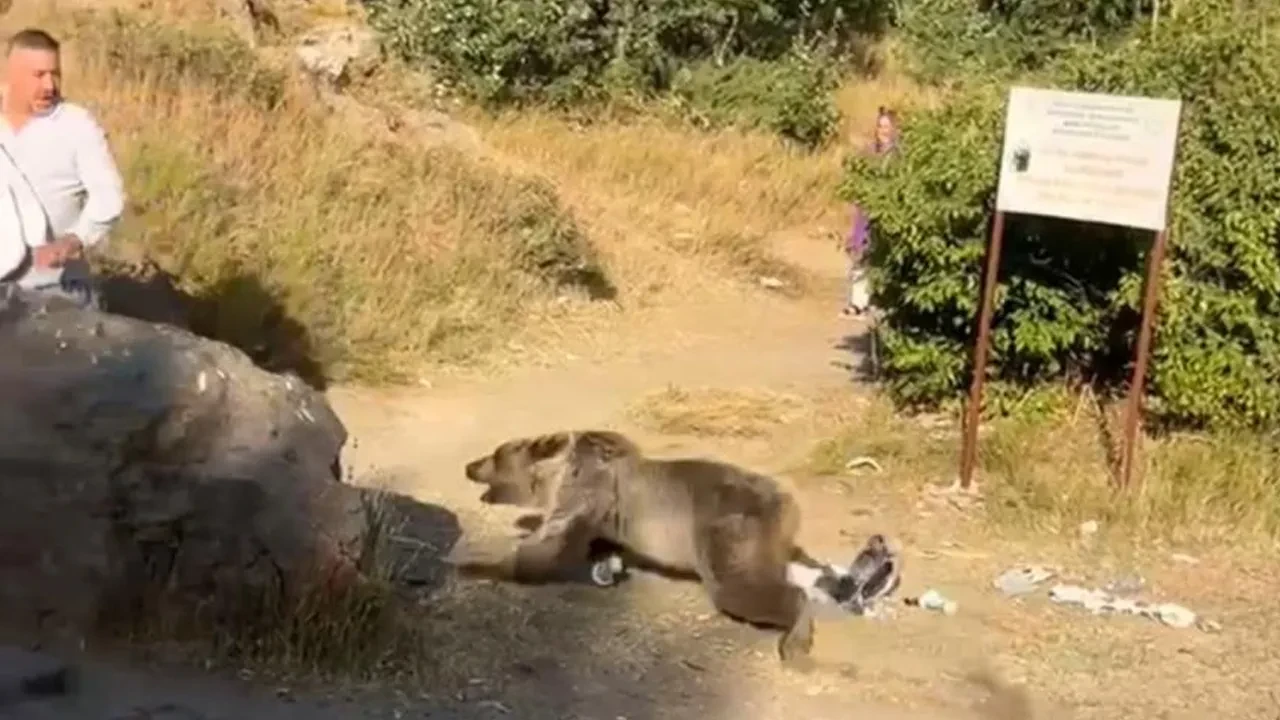 Kucağında bebekle dehşeti yaşadı! Ayı saldırısı kamerada