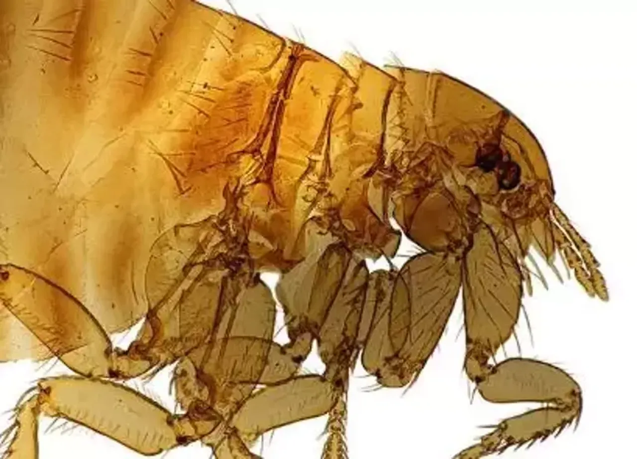 Milyonlarca kişinin ölümüne neden olan hastalık pireyle geldi! Bir ısırığıyla enfekte etti