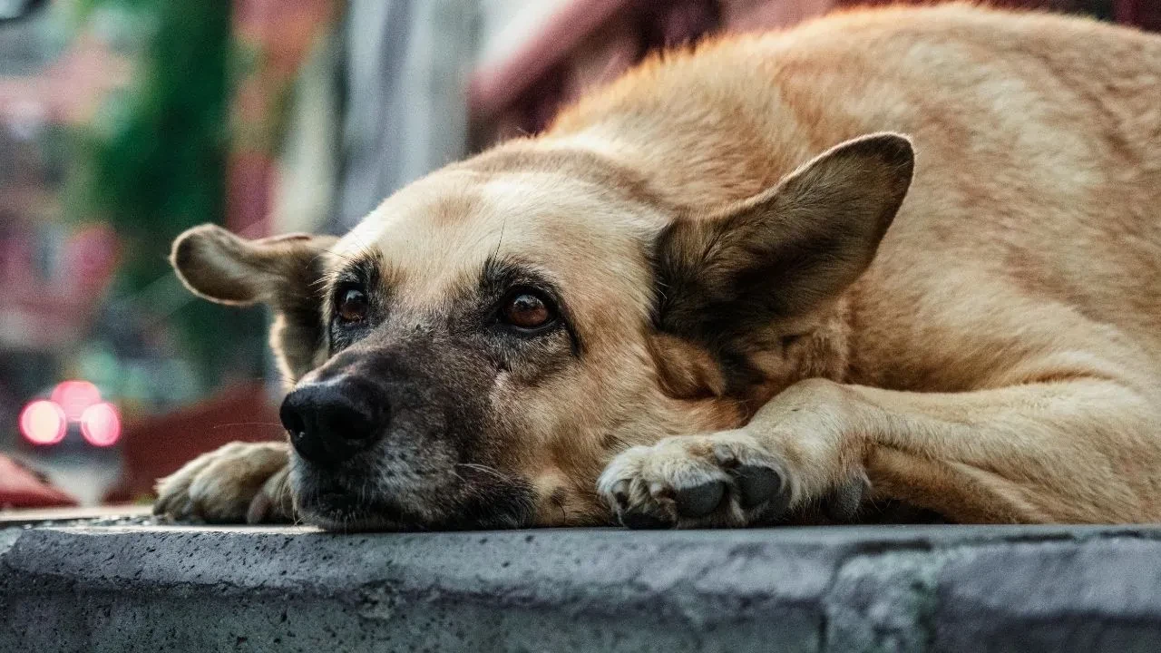 Sokak köpekleri toplatılacak mı? 39 ilçe kaymakamlığına yazı gönderildi