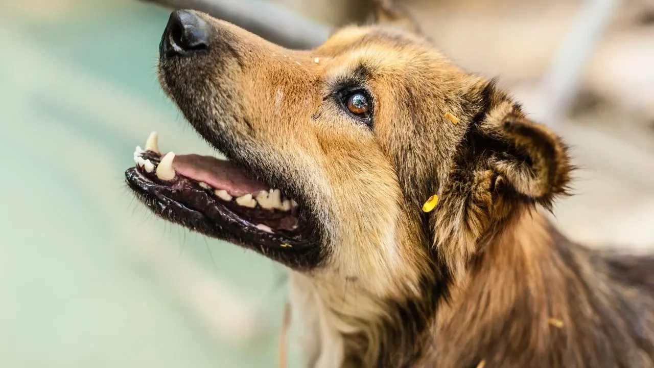 Sokak köpekleri toplatılacak mı? 39 ilçe kaymakamlığına yazı gönderildi