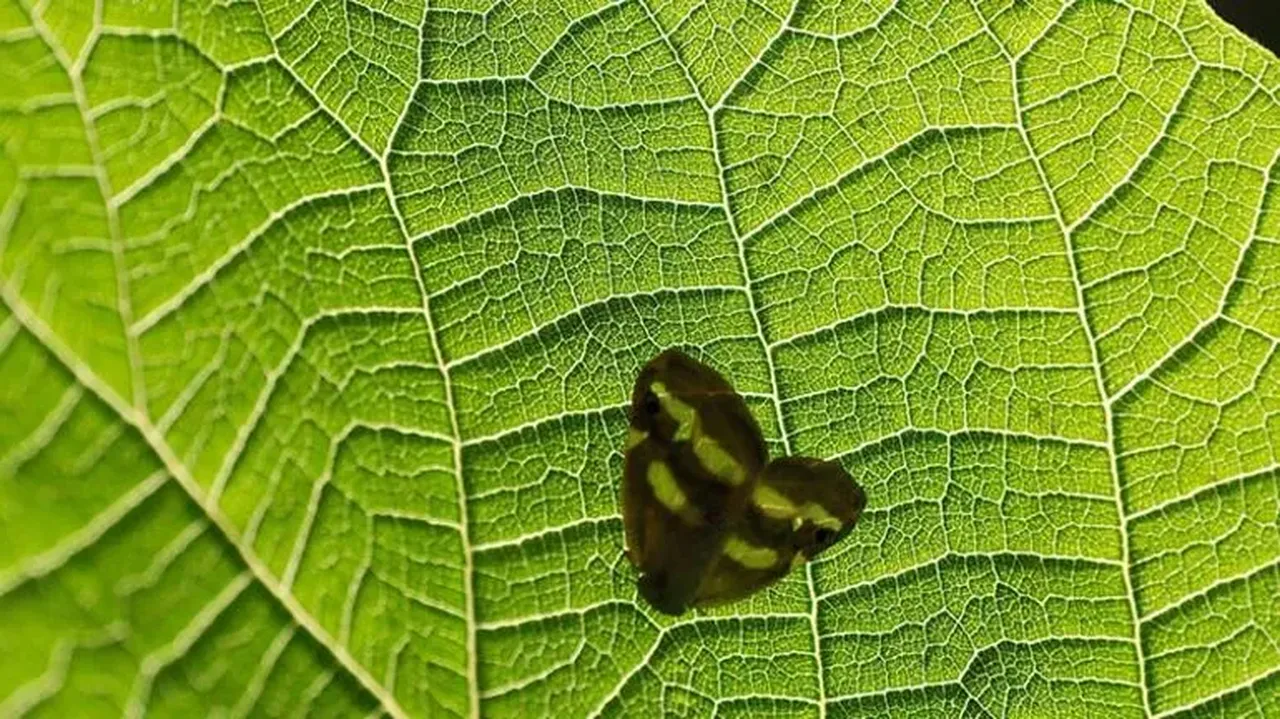 Vampir Kelebek nedir zararlı mı? Türkiye'de vampir kelebek alarmı