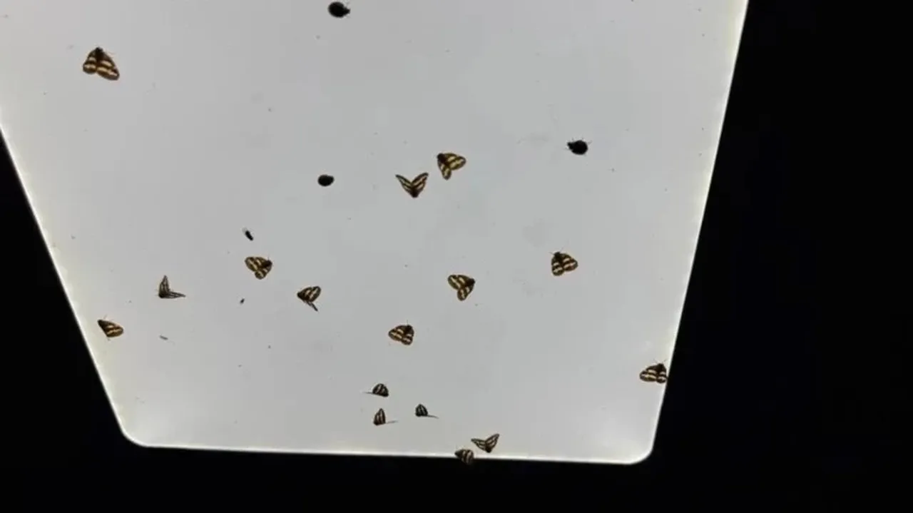 Vampir Kelebek nedir zararlı mı? Türkiye'de vampir kelebek alarmı