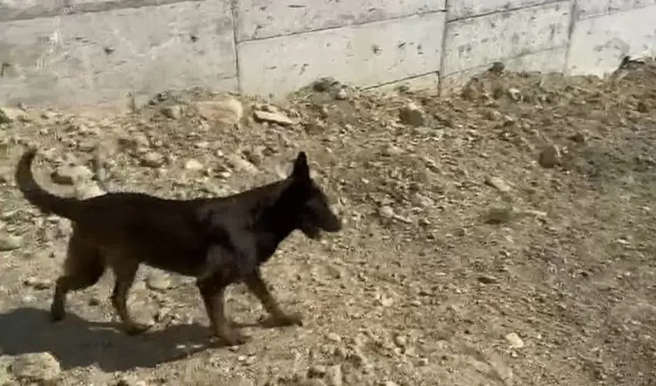 Kayıp olarak aranırken villa inşaatından cansız bedeni çıktı