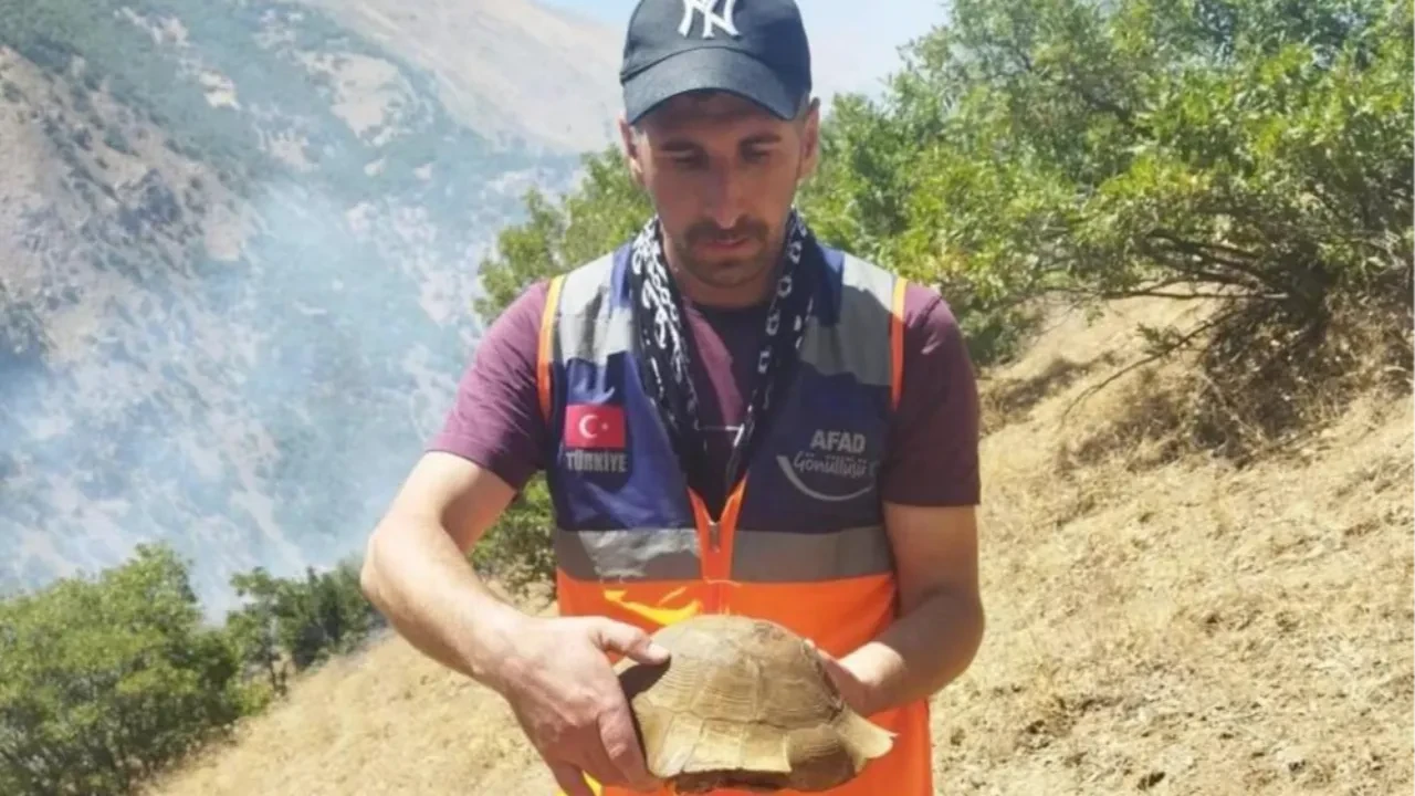 AFAD gönüllüsü yangın bölgesindeki kaplumbağayı kurtardı