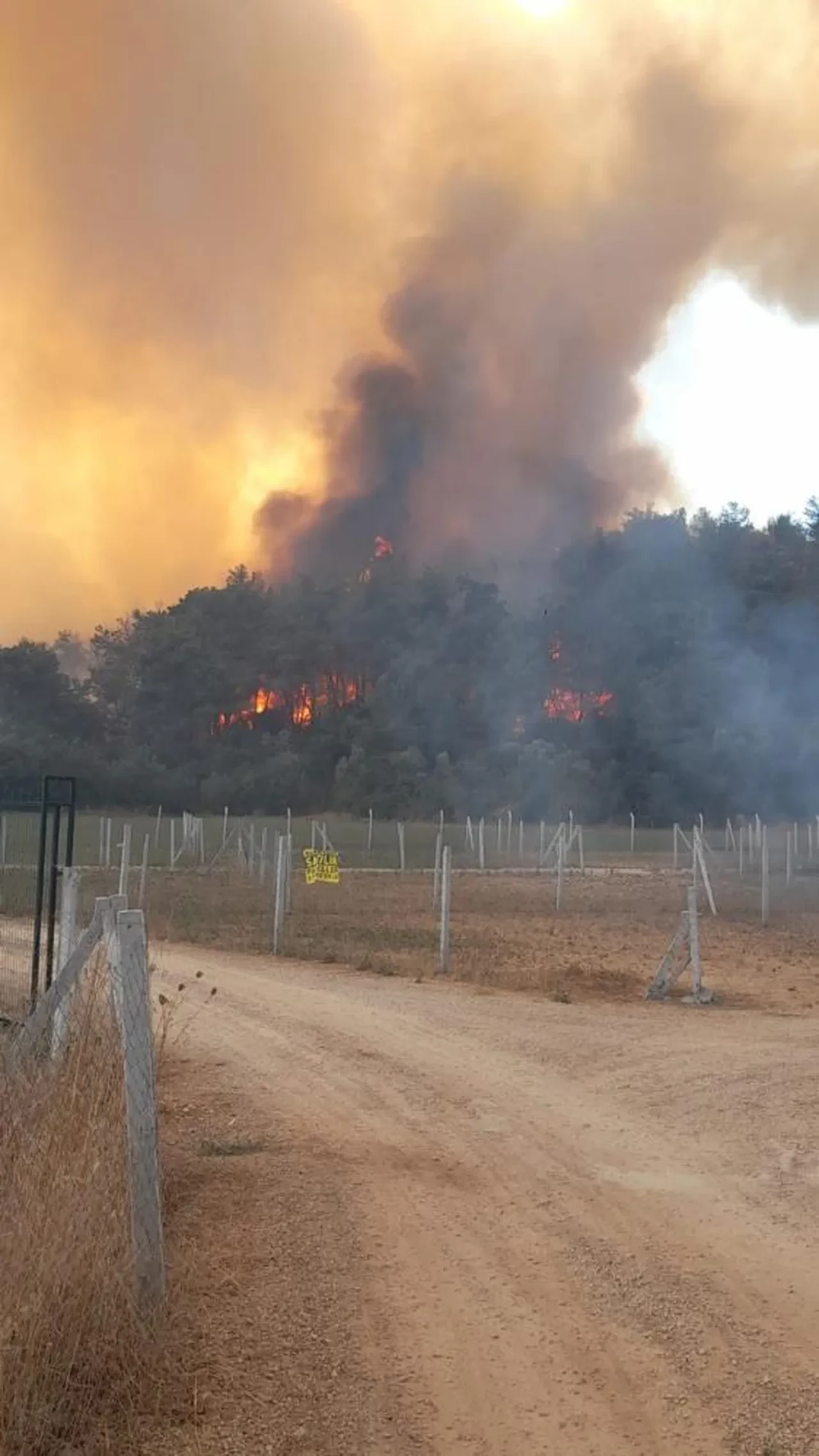 İzmir, Çanakkale, Bursa ve Antalya'da orman yangını! Alevlere havadan ve karadan müdahale sürüyor