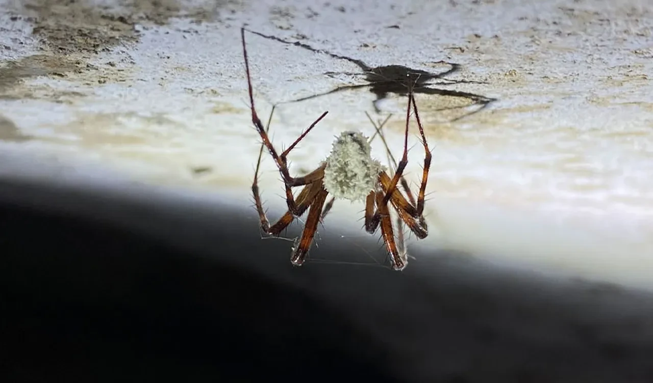 Karınca taklidi yapıyorlar! Evlere giren gizemli canavar zombileştiriyor