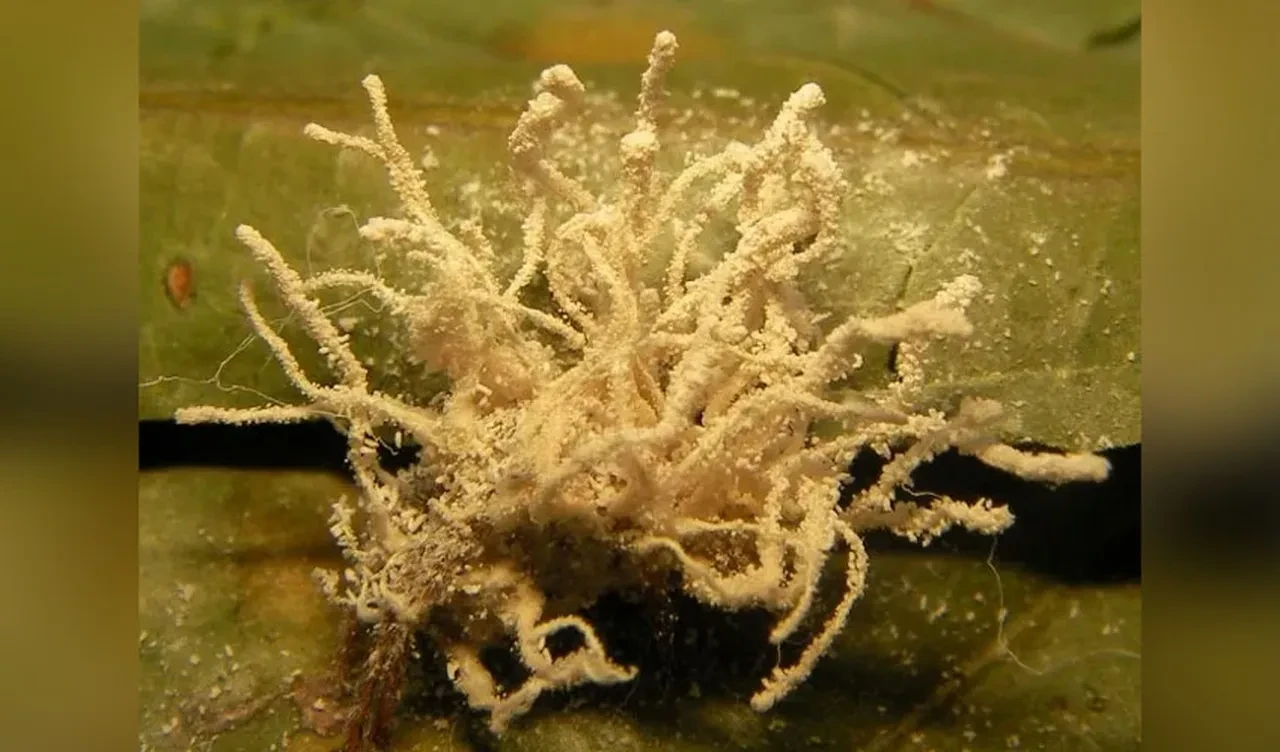 Karınca taklidi yapıyorlar! Evlere giren gizemli canavar zombileştiriyor