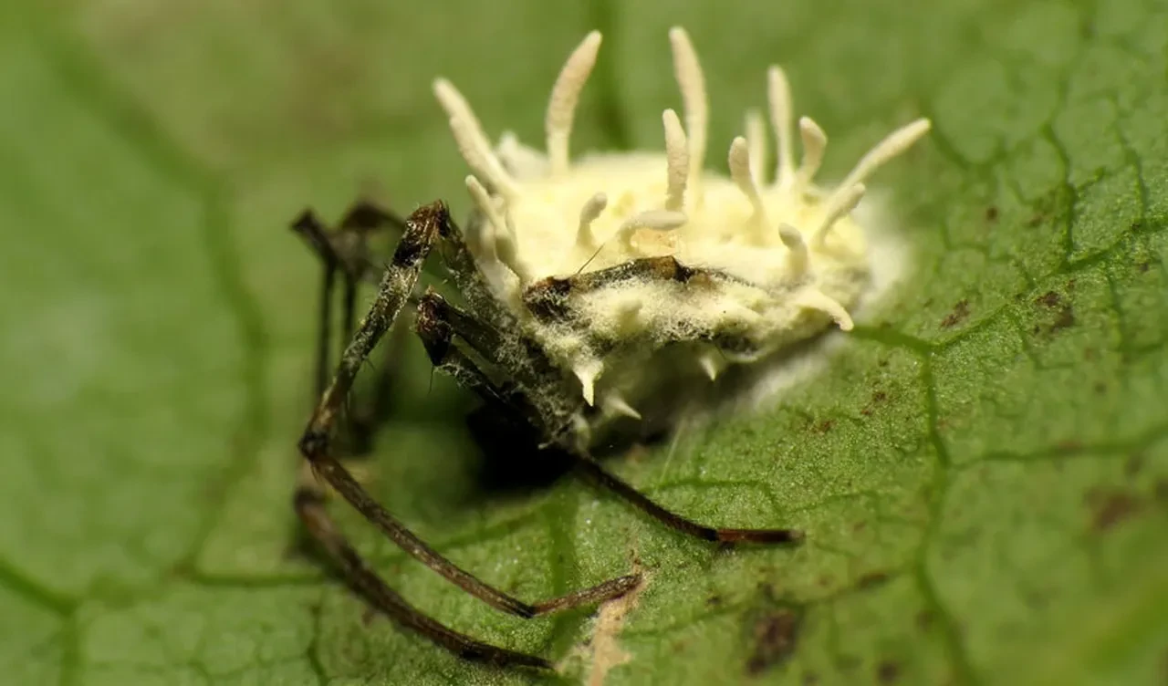 Karınca taklidi yapıyorlar! Evlere giren gizemli canavar zombileştiriyor