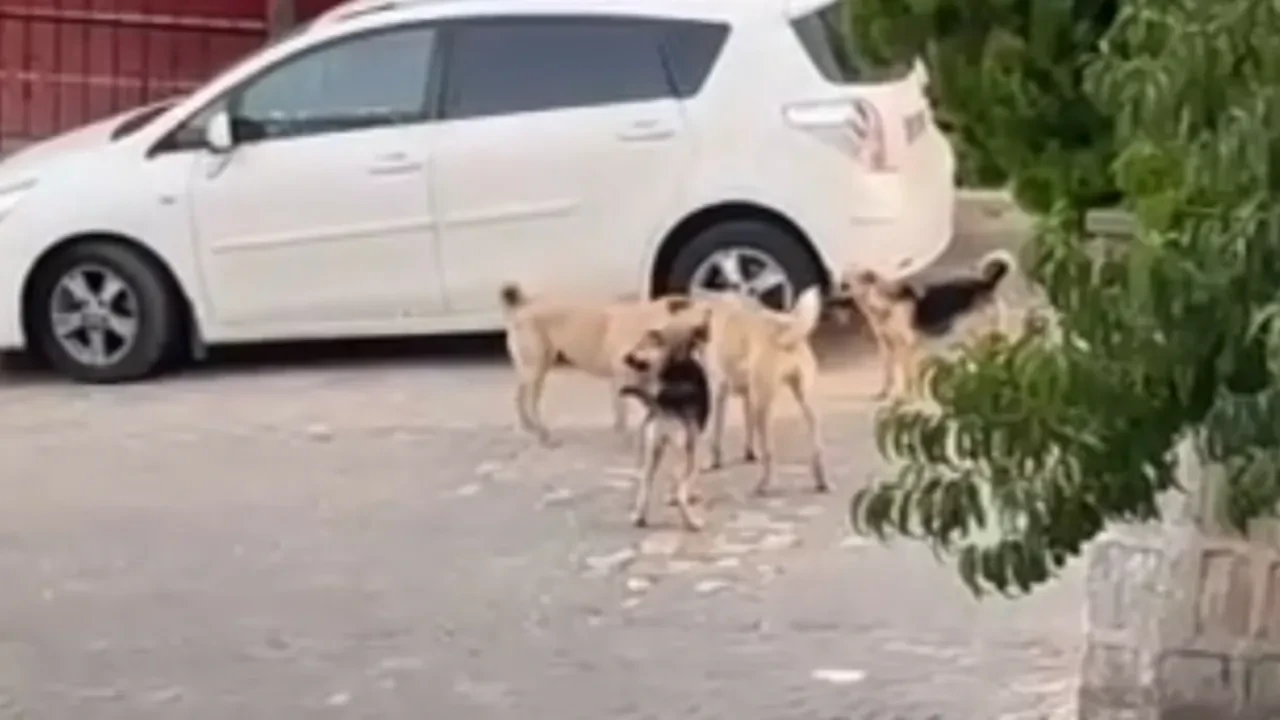 Köpek dehşeti kamerada! Kediyi paramparça ettiler