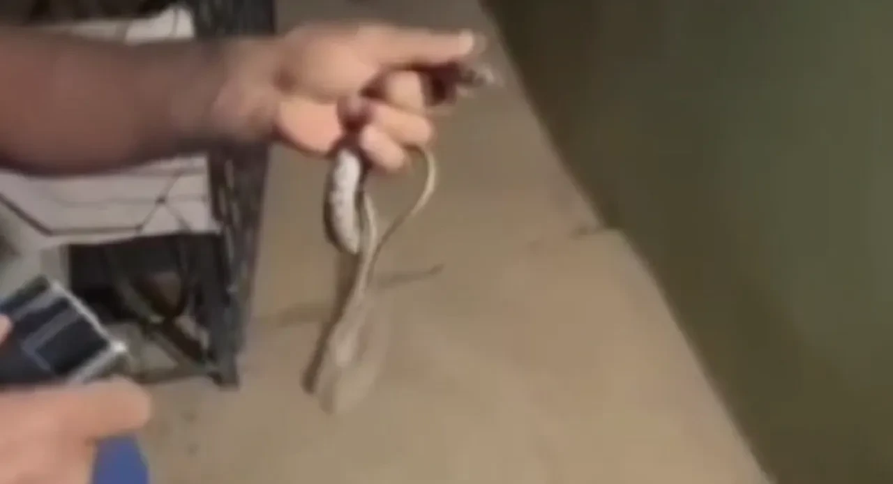 Tunceli’de evde yılan paniği: Saklandığı yerden böyle çıkarıldı!