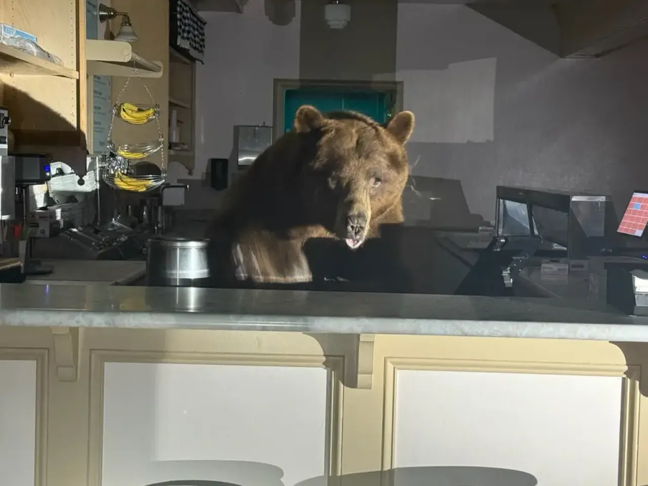 Dev ayı dondurma dükkanını bastı, polis suçüstü yakaladı