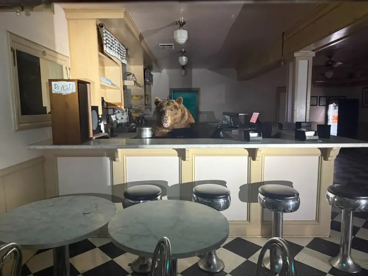 Dev ayı dondurma dükkanını bastı, polis suçüstü yakaladı