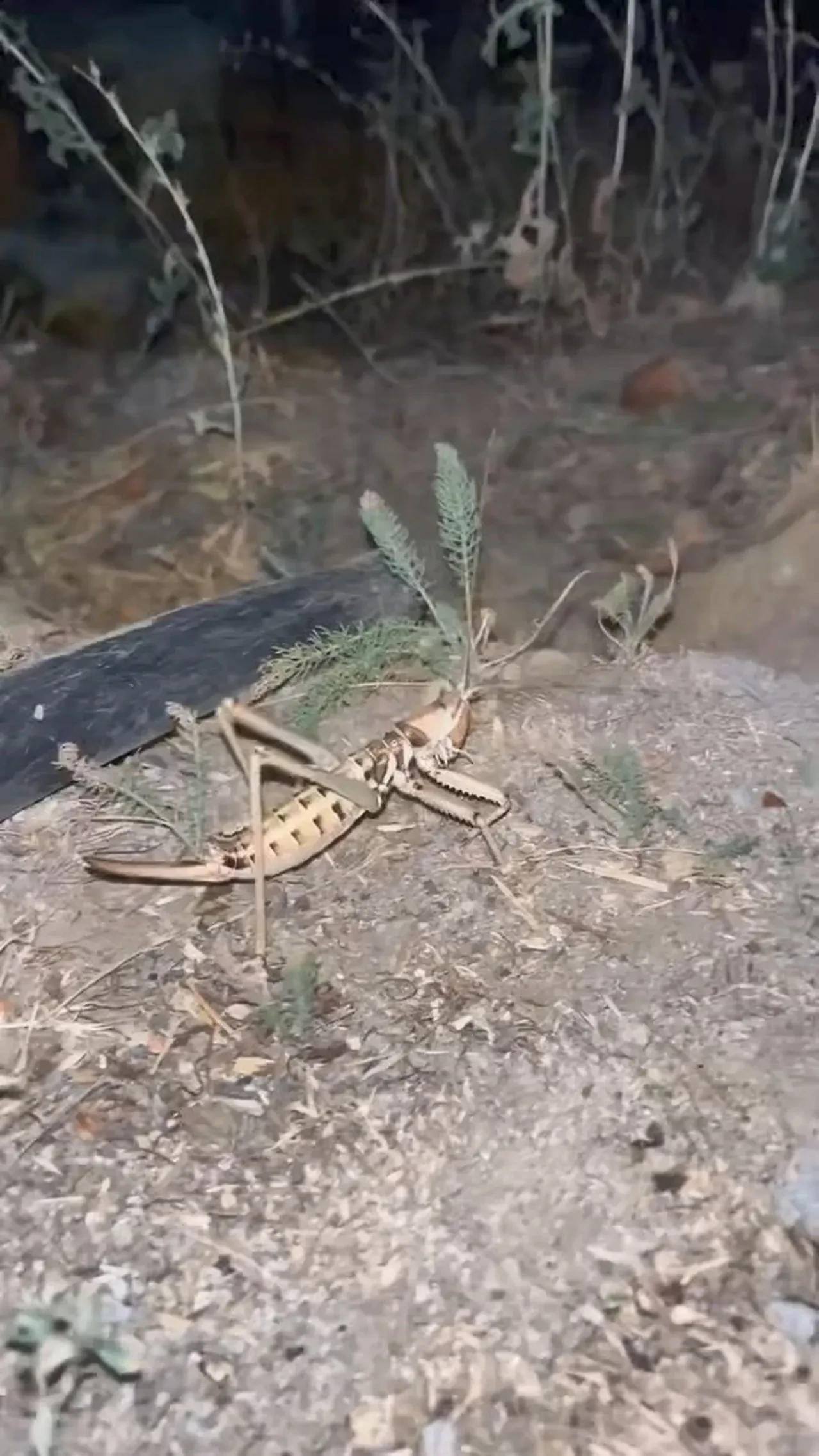 O ilimizde görüldü! Tarlada gördü, hemen telefona sarıldı