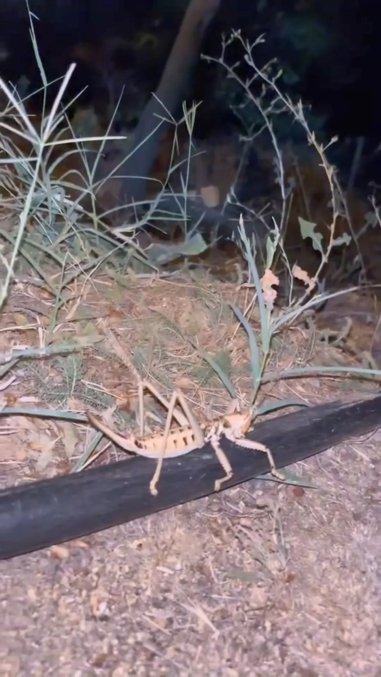 O ilimizde görüldü! Tarlada gördü, hemen telefona sarıldı