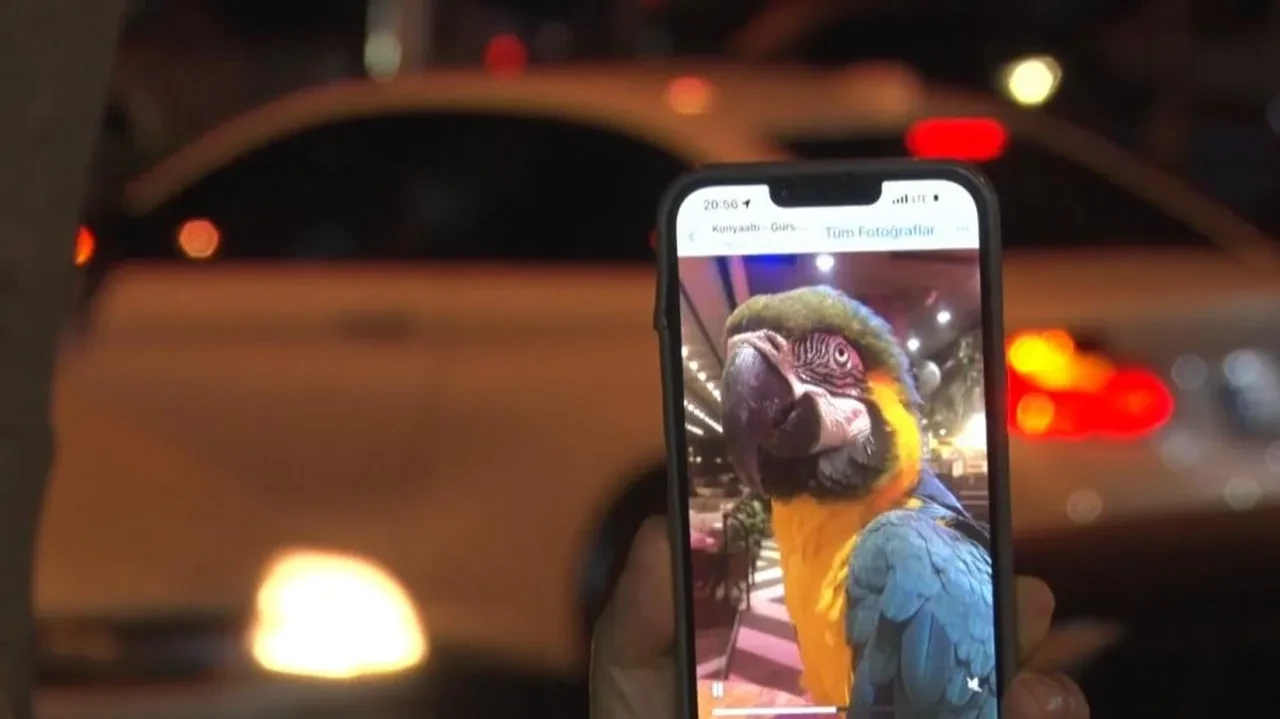 Turgut Özal'ın papağanı 'Cabbar' yine çalındı! Sahibi 'Evladımı geri getirin' diye feryat ediyor