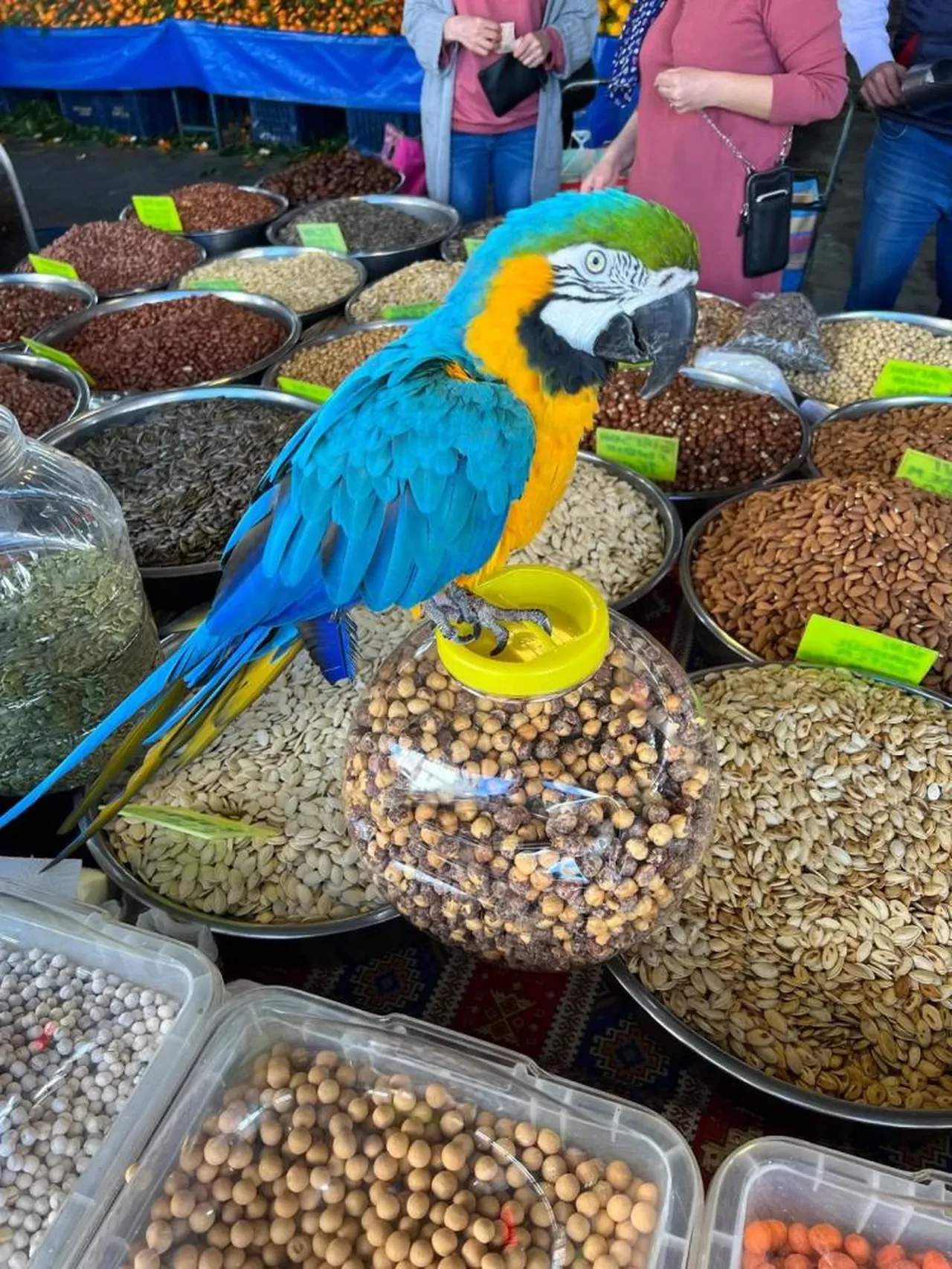 Turgut Özal'ın papağanı 'Cabbar' yine çalındı! Sahibi 'Evladımı geri getirin' diye feryat ediyor