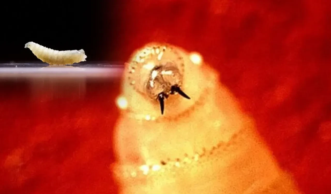 Canlı dokuyu yiyor! İlk kez bu ülkede insanda görüldü: Yeni Dünya vida kurdu sineği