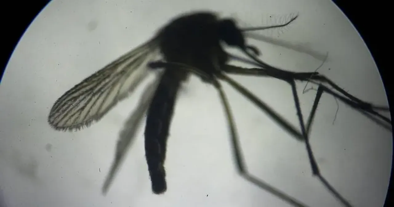 Canlı dokuyu yiyor! İlk kez bu ülkede insanda görüldü: Yeni Dünya vida kurdu sineği