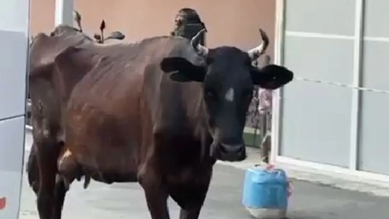 İnek hastanenin aciline gitti, o anları görenler şaşırdı