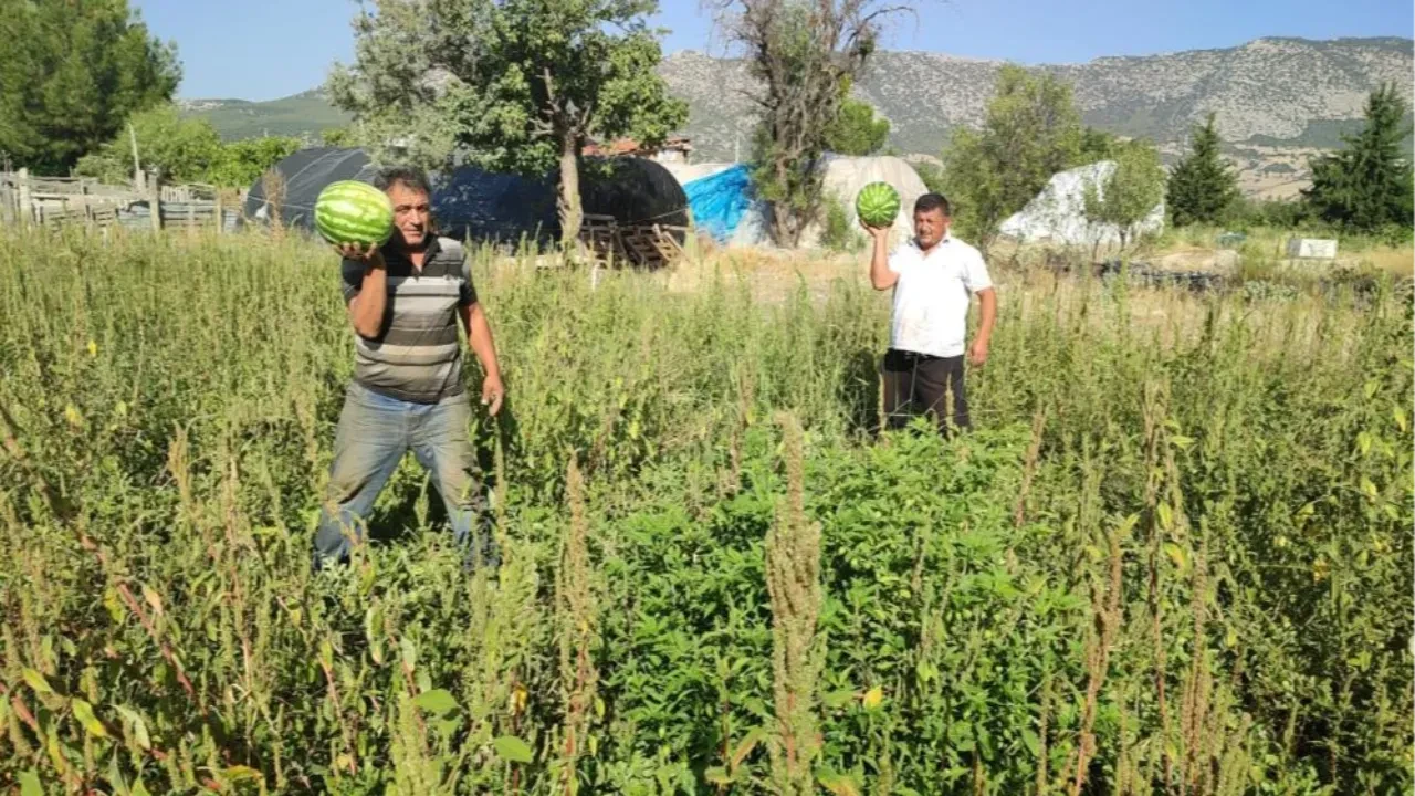 Karpuzları para etmeyince halka açtı! Bedava dedi, kapış kapış gitti