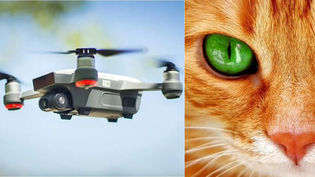 Kedilerin efsane göz özelliği, otonom dronlara ilham oldu