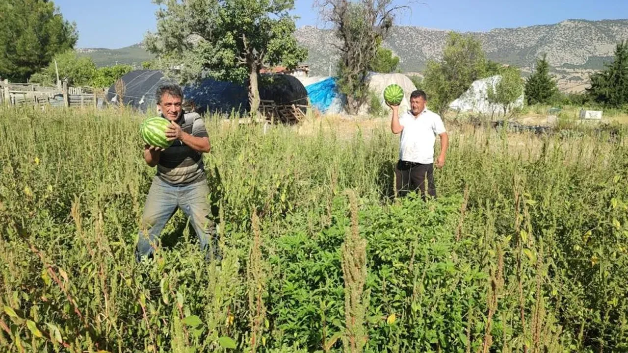 Yetiştirdiği karpuzlar para etmeyince öyle bir şey yaptı ki kapış kapış gitti