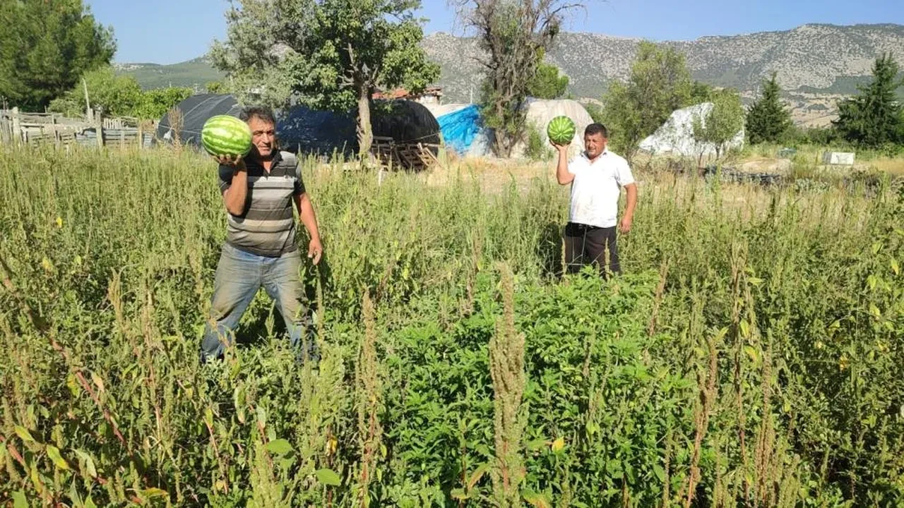 Yetiştirdiği karpuzlar para etmeyince öyle bir şey yaptı ki kapış kapış gitti