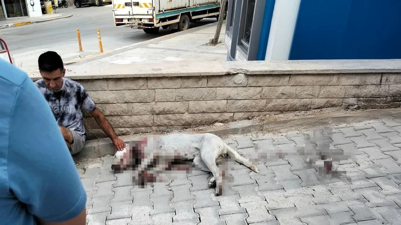 Bunu yapan insan mı? Hamile köpeğe ateş etti