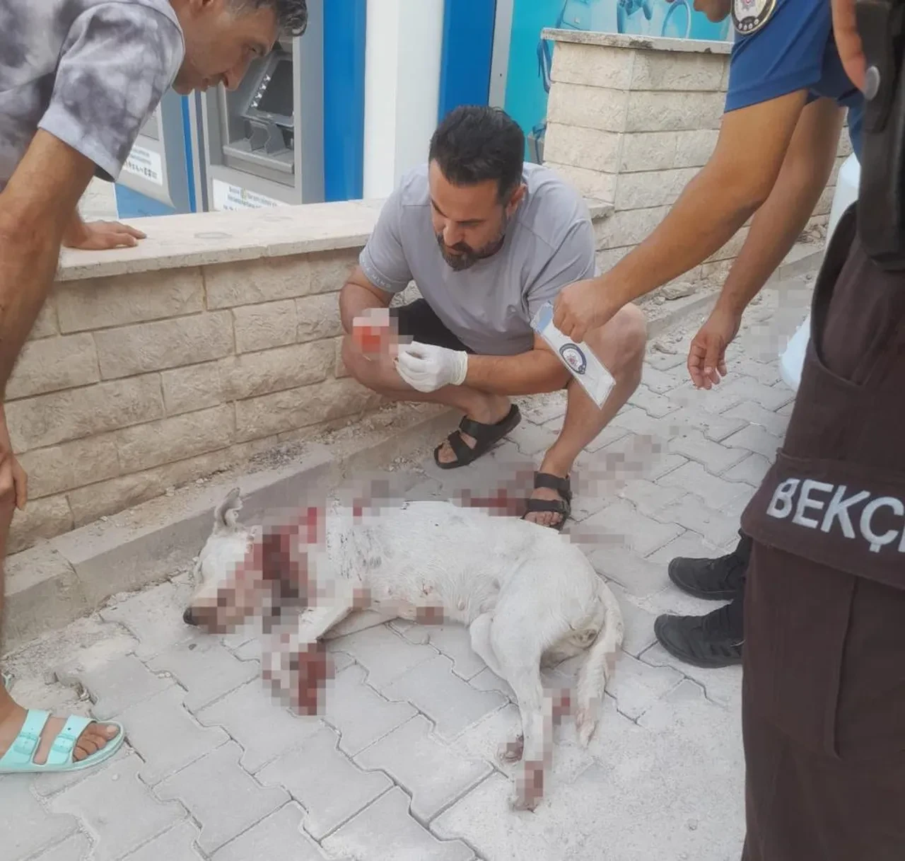 Bunu yapan insan mı? Hamile köpeğe ateş etti