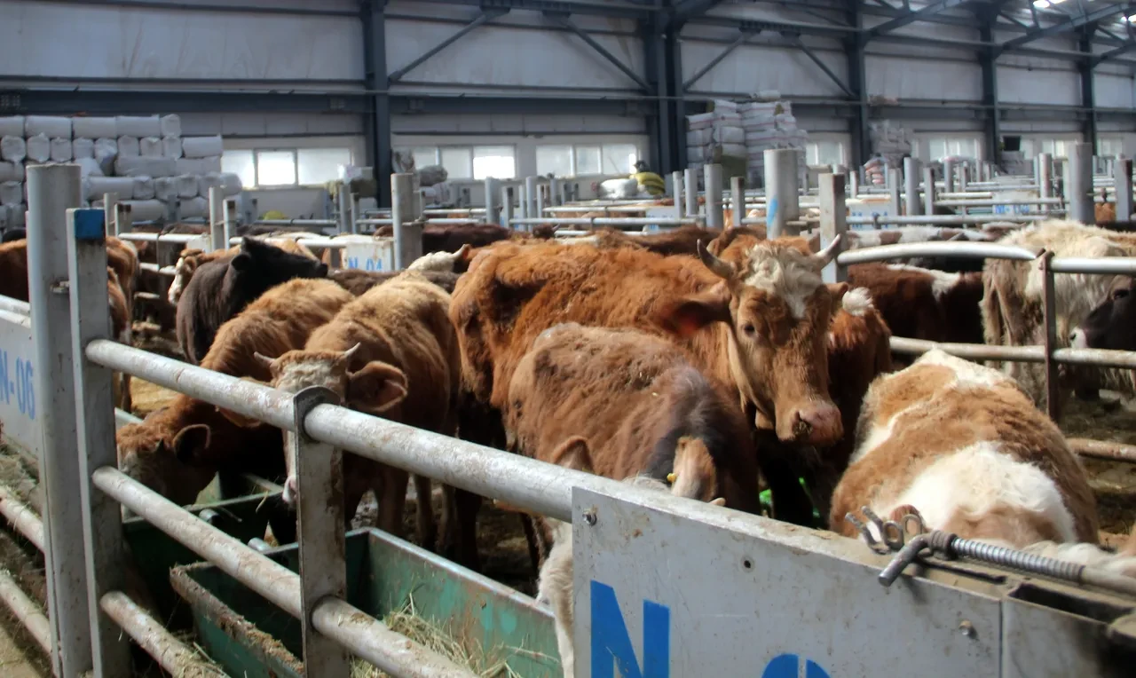 Et fiyatlarına zam mı gelecek? Bakanlık o iddialara cevap verdi