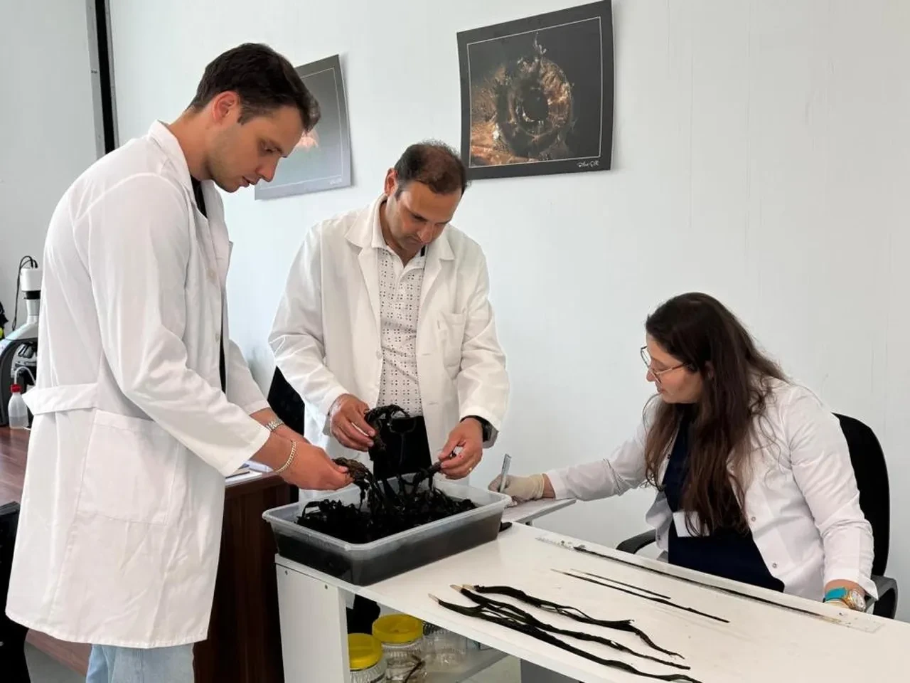 Göcek'te heyecanlandıran keşif! Tam 2 bin yıllık deniz çayırı bulundu