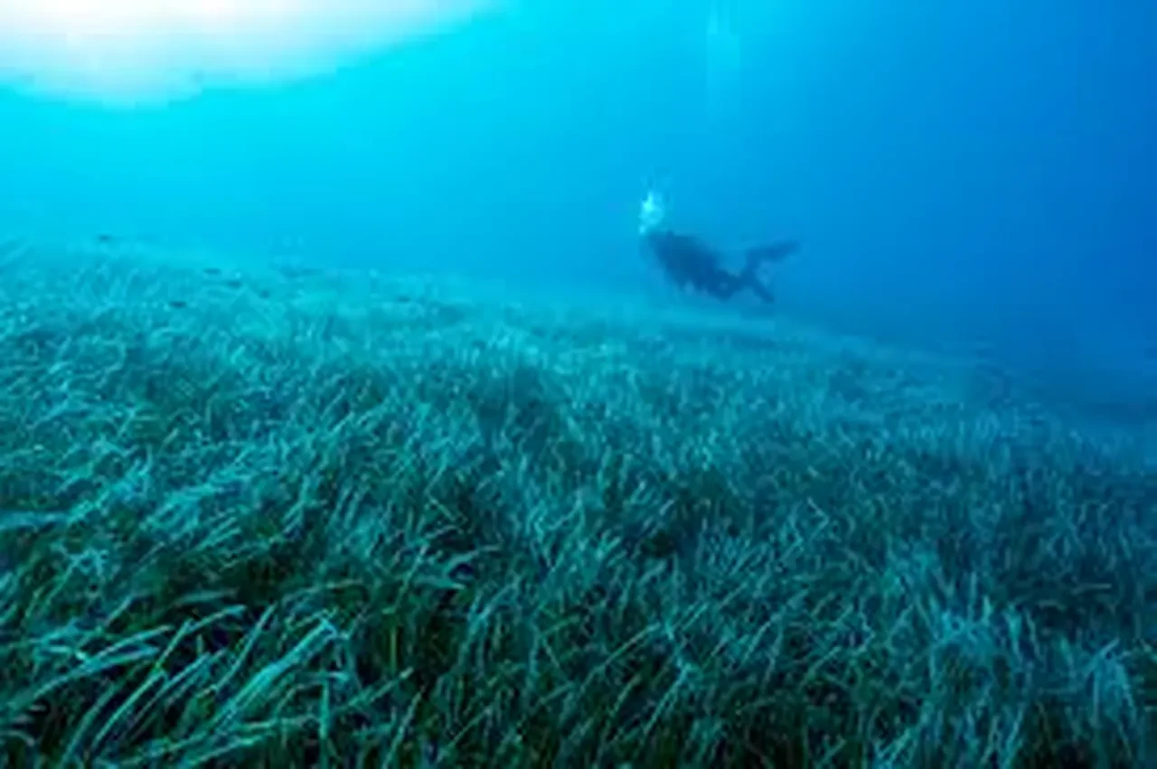Göcek'te heyecanlandıran keşif! Tam 2 bin yıllık deniz çayırı bulundu