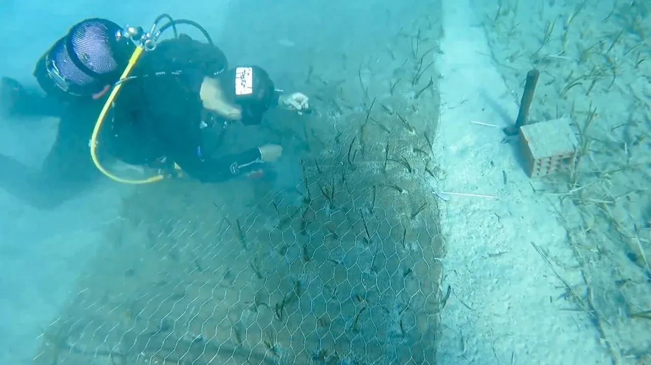 Göcek'te heyecanlandıran keşif! Tam 2 bin yıllık deniz çayırı bulundu