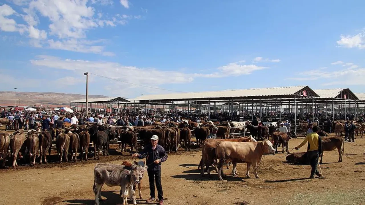 Hayvan pazarları açıldı mı belli oldu! 24 il için yeni karar