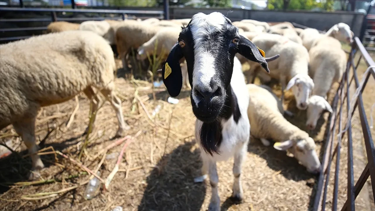 Hayvan pazarları açıldı mı belli oldu! 24 il için yeni karar