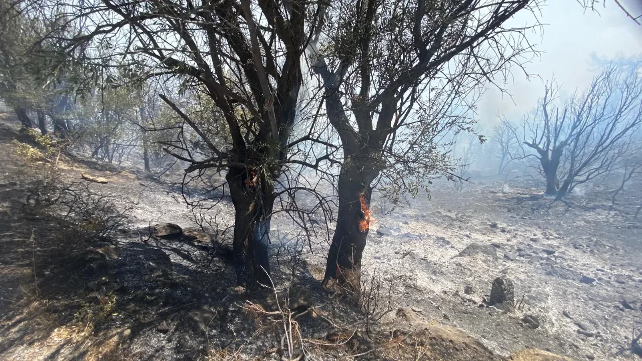 İzmir Seferihisar yangın son dakika söndürüldü mü? Ormanlık alandan dumanlar yükseliyor