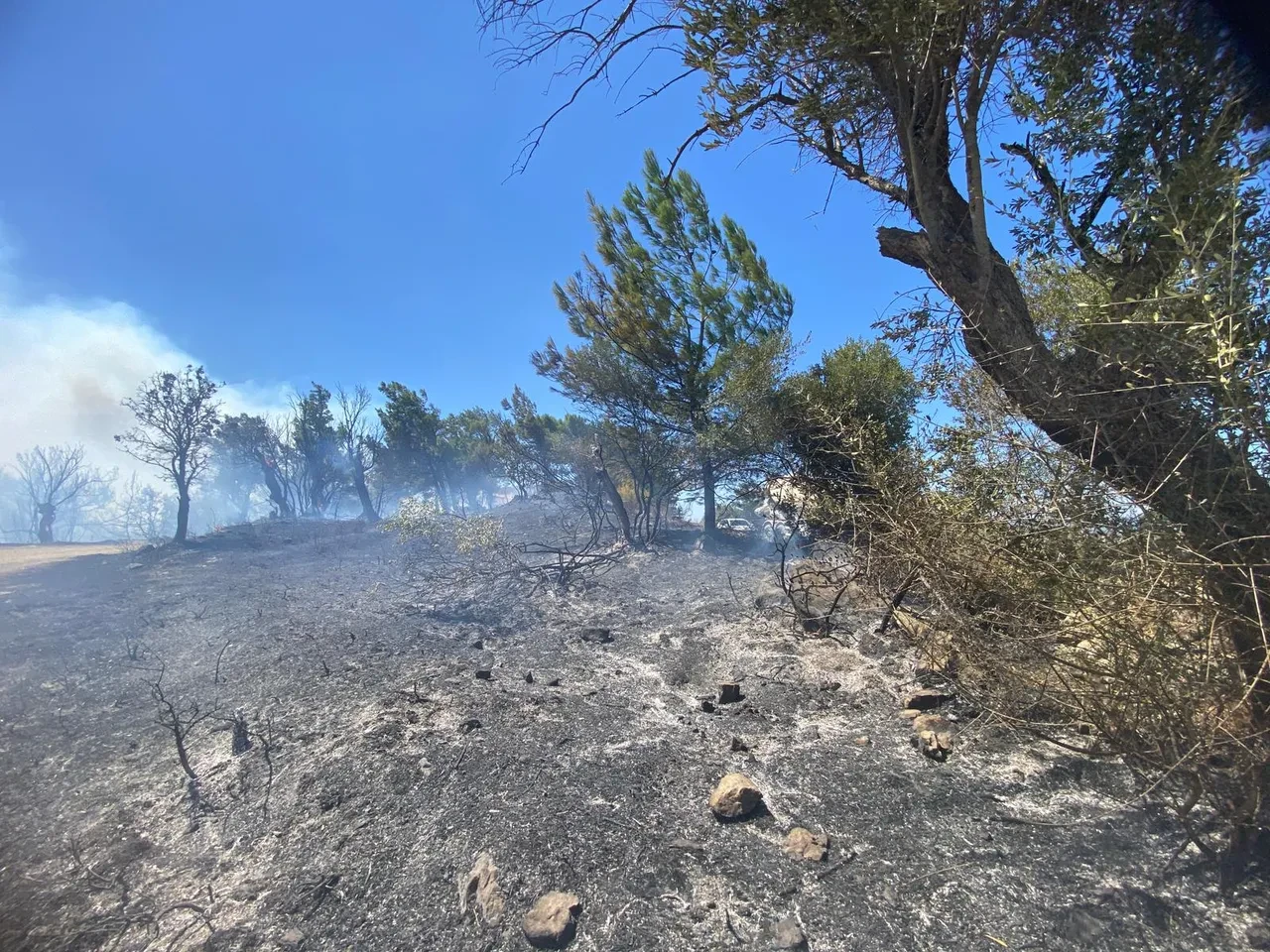 İzmir Seferihisar yangın son dakika söndürüldü mü? Ormanlık alandan dumanlar yükseliyor