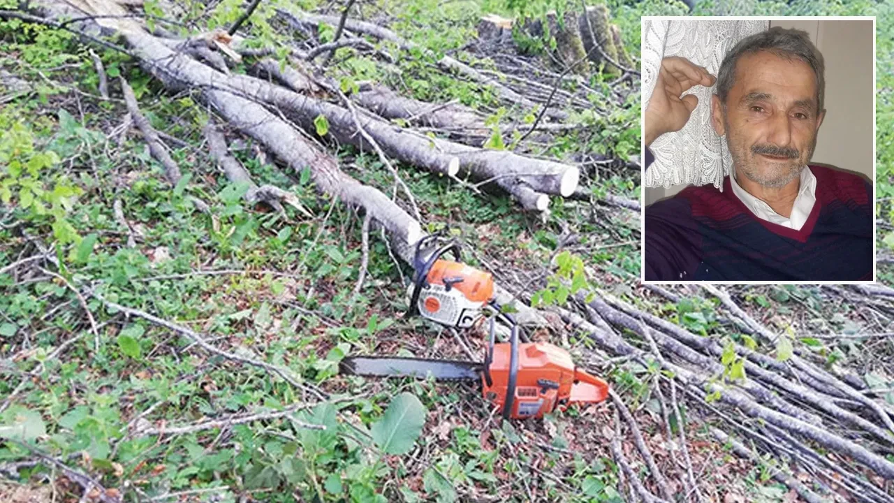 Kastamonu'da acı ölüm! Kestiği ağaç sonu oldu
