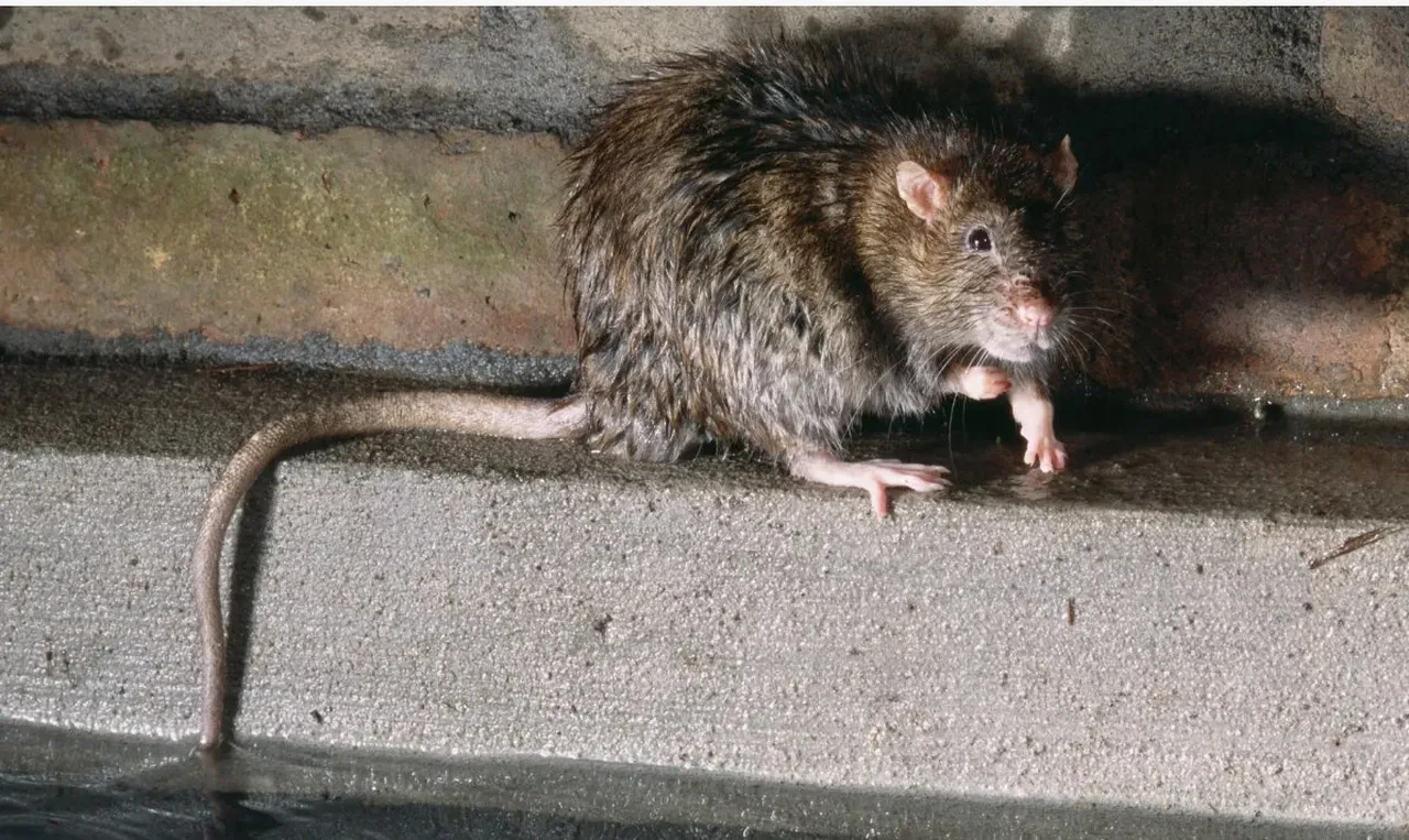 Küçük çocuk uykuda dehşeti yaşadı! Uyandığında yüzü diş izleri ve kanla kaplıydı