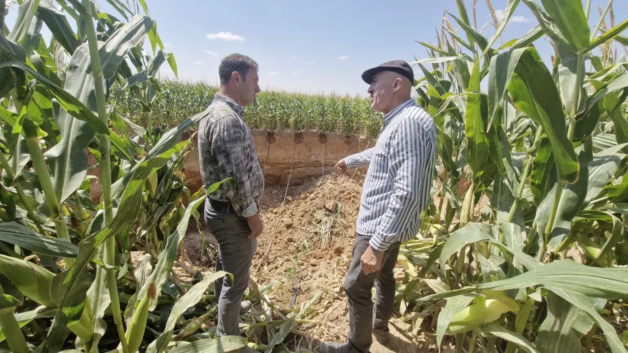 Mısır tarlasına gelince şok yaşadı! Hemen ekiplere haber verdi