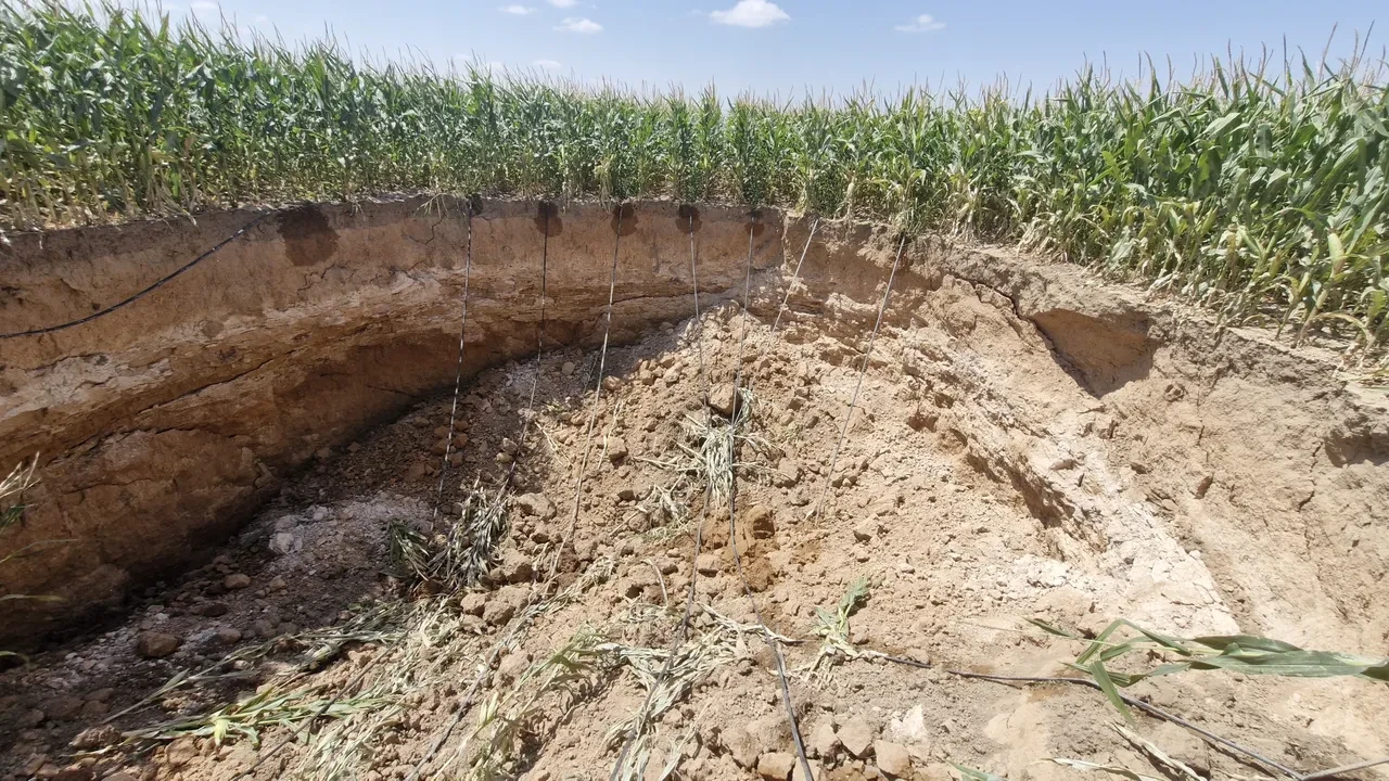 Mısır tarlasına gelince şok yaşadı! Hemen ekiplere haber verdi