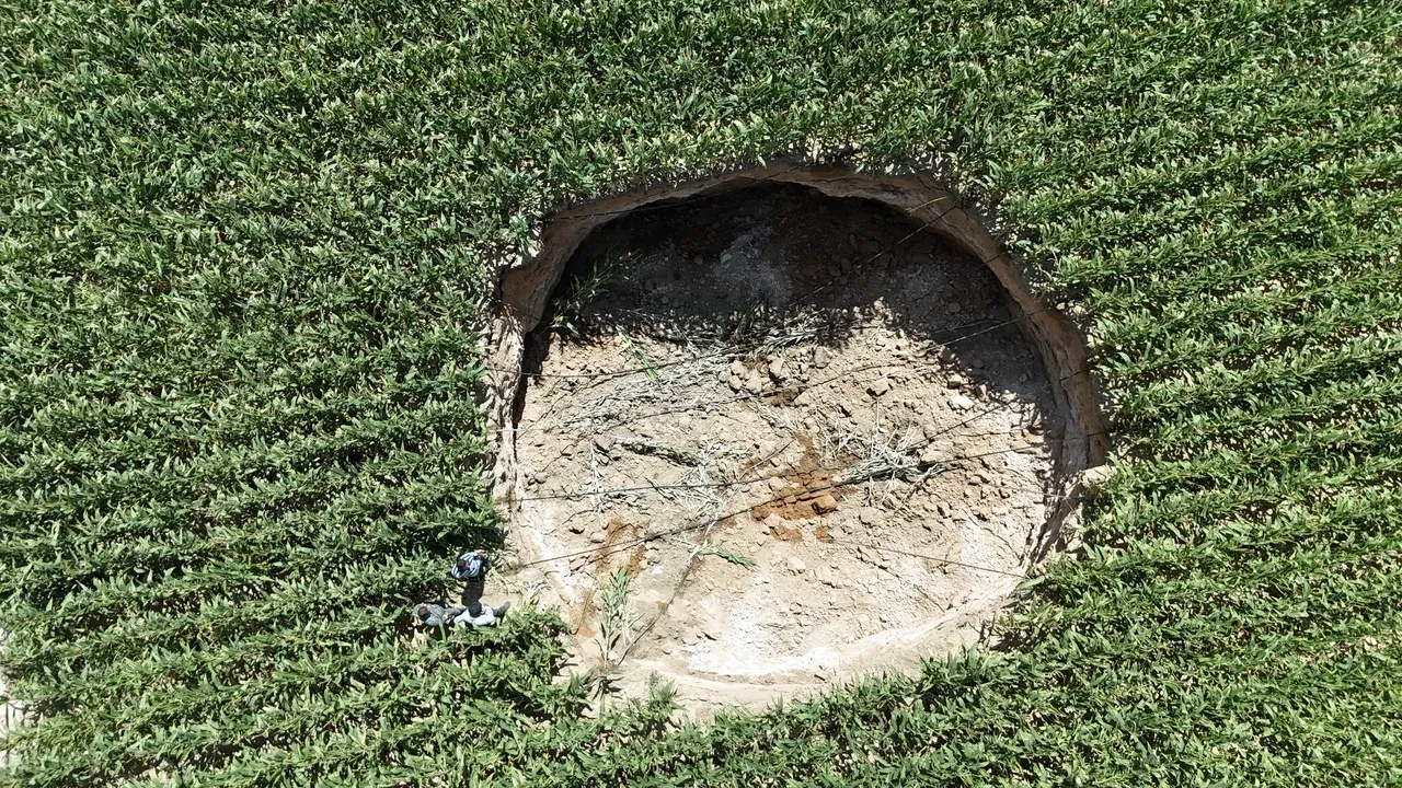 Mısır tarlasına gelince şok yaşadı! Hemen ekiplere haber verdi
