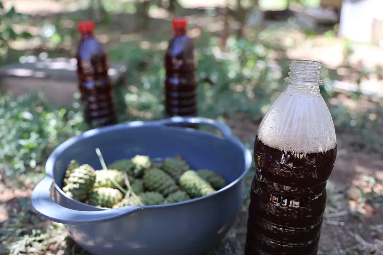 Sigaranın zararlarına karşı doğal destek: Kozalak şurubu