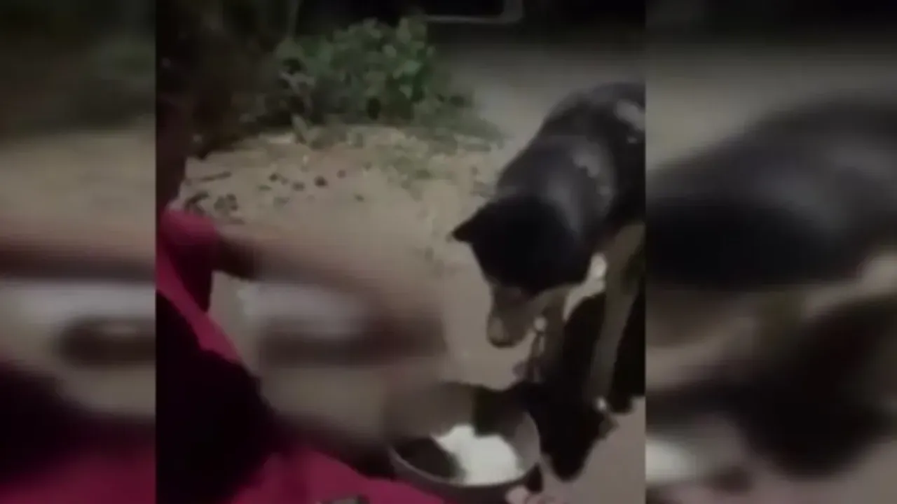 Bu kadarına da 'pes!' Köpeğe zorla alkol içirdi
