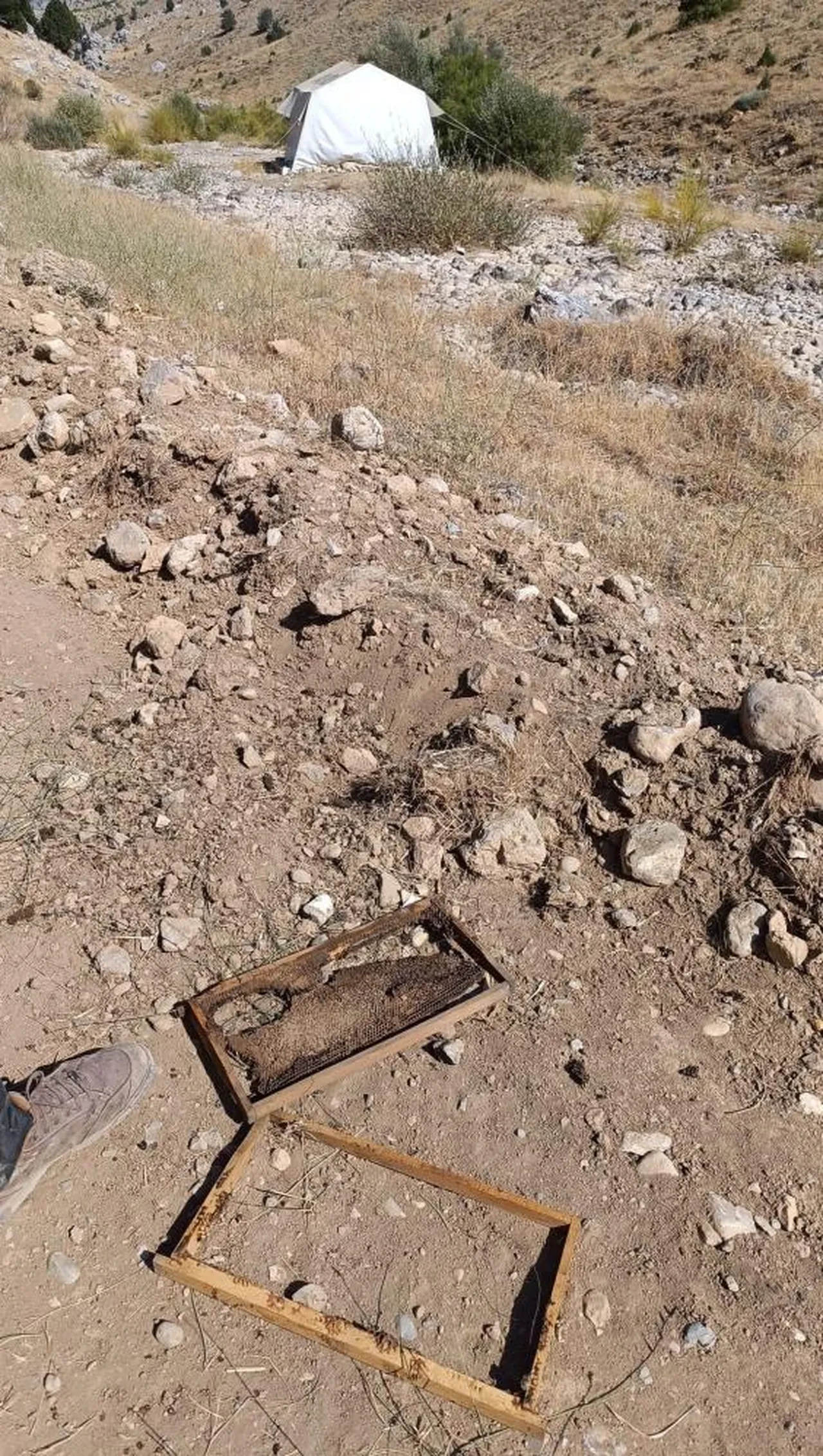 Kovanları parçalayan ayı üreticiyi isyan ettirdi! '100 bin liralık bal yemiş'