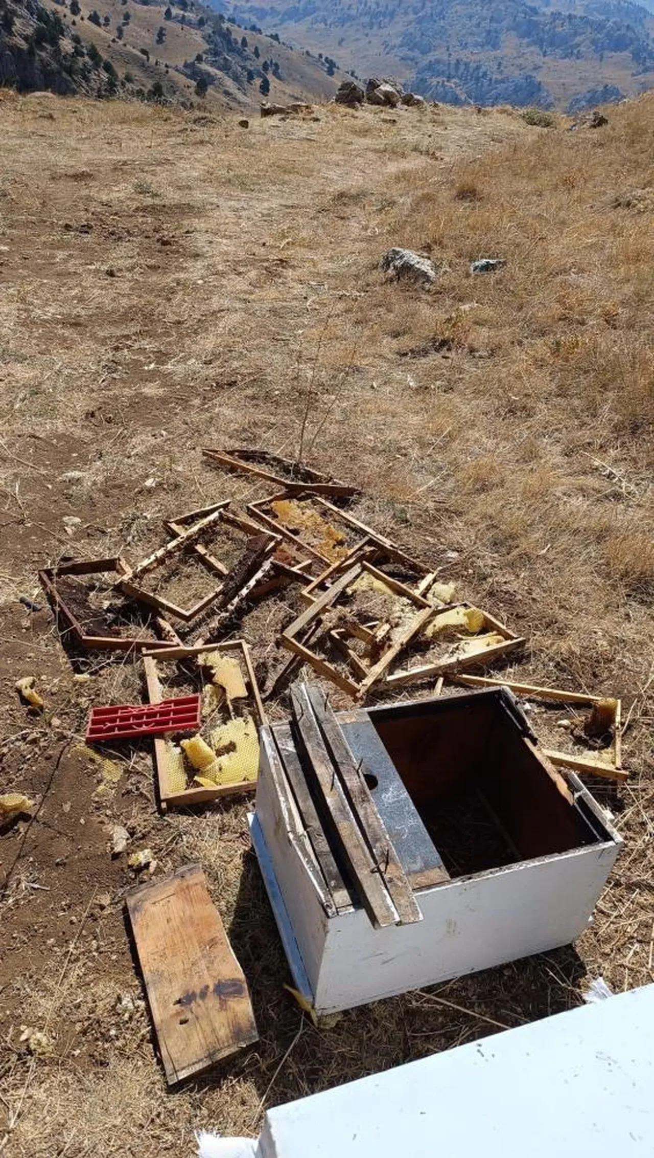 Kovanları parçalayan ayı üreticiyi isyan ettirdi! '100 bin liralık bal yemiş'